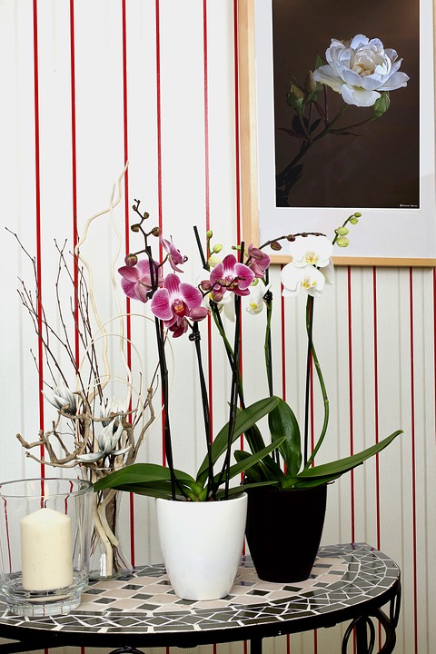 orchids-595237_960_720