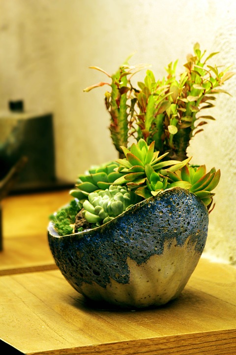 potted-plants-616923_960_720